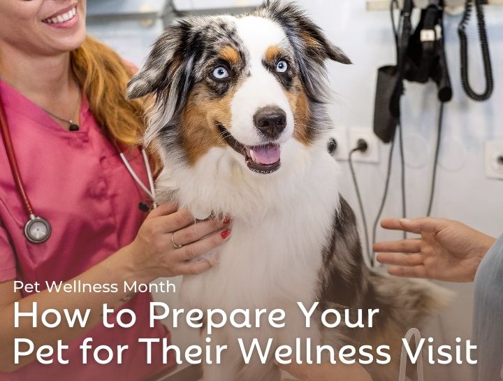 Pet Wellness Visits: How to Prepare